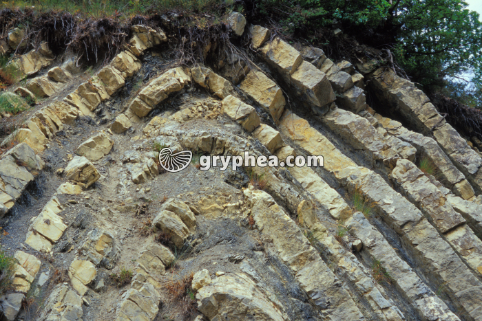 Pli du Col d'Espreaux (détail de la charnière) - gryphea.org